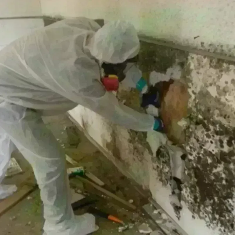 Mold Remediation and Removal in Seneca, KS